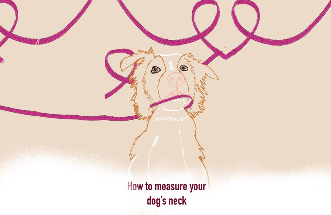 How to measure your dog’s neck